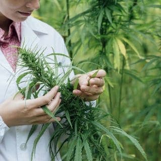 cannabis plant